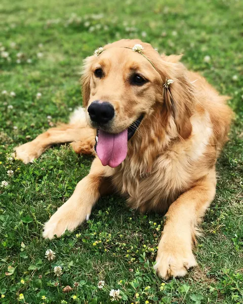 Bella, spomienková fotka 2
