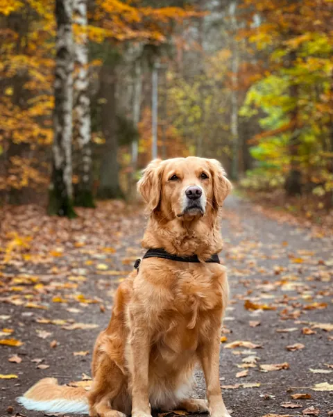 Bella, spomienková fotka 3