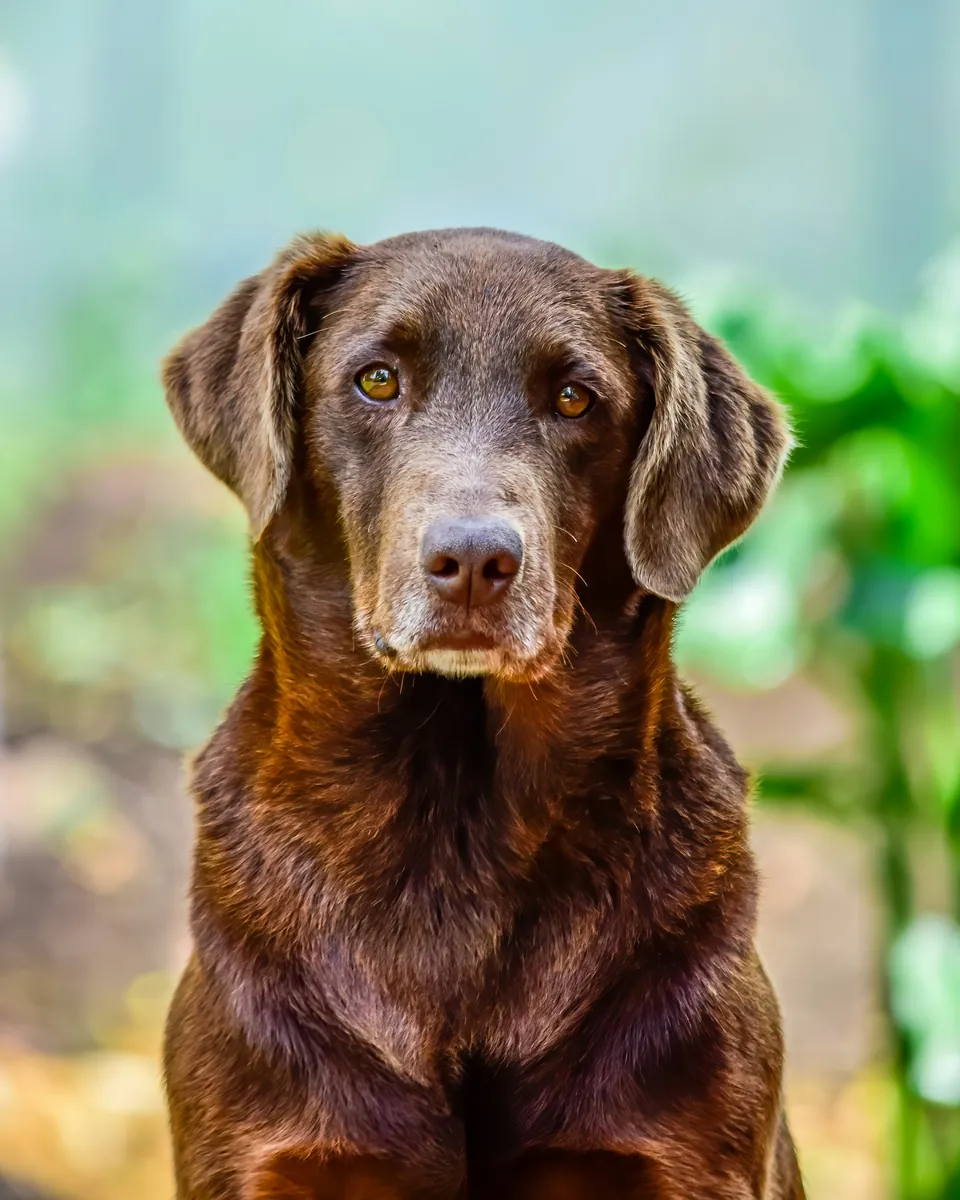 Portrét: Bruno, labradorský retríver