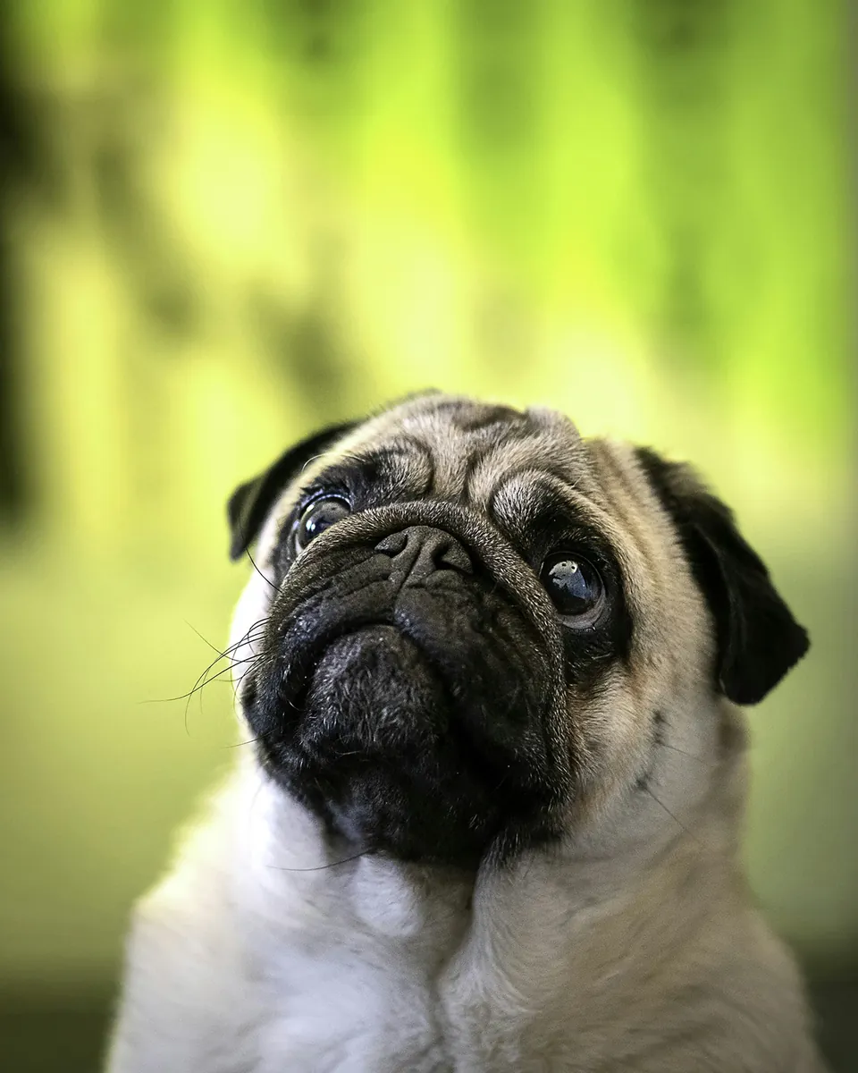 Portrét: Kubko, mops